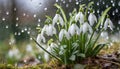 Snowdrops, bokeh background, copy space for text, beginning of spring, macro close-up of snowdrops