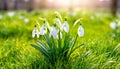 Snowdrops, bokeh background, copy space for text, beginning of spring, macro close-up of snowdrops