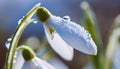Snowdrops, bokeh background, copy space for text, beginning of spring, macro close-up of snowdrops