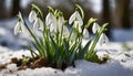 Snowdrops, bokeh background, copy space for text, beginning of spring, macro close-up of snowdrops