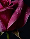 dewdrop on a flower petal , printable wallpaper for the wall , flowers wallpaper , drop macro shot ,close-up