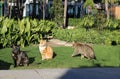 hree cats of different colors, red, gray, black, walk on the green grass on site