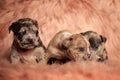 Hree mystified American Bully puppies looking around