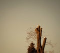 Hree seagulls are sitting on the isolated brown trees