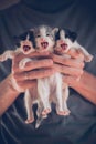 Ãâ¢hree small kittens meowing in the hands of the owner