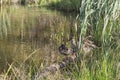 Hree wild ducks sit on the lake among the reeds