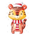 ÃÂ¡hristmas watercolor illustration on a white background. New Year, the year of the tiger.