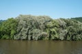 Hron river in Zarnovica region in central Slovakia with large willow tree touching the water level.