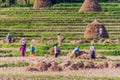 HSIPAW, MYANMAR - NOVEMBER 30, 2016: Local people harvesting rice on a field near Hsip Royalty Free Stock Photo