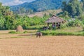HSIPAW, MYANMAR - NOVEMBER 30, 2016: Local people with rice straw stacks near Hsipaw, Myanm Royalty Free Stock Photo