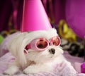 Cute puppy dog party time Royalty Free Stock Photo