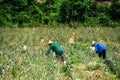 Farm workers in a pineapple field