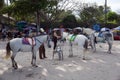 Hua Hin, Thailand - January 01, 2016: The merchants preparing thier rental horses for the tourist ride them around the beach