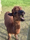 Huacaya alpaca chewing the cud, mouth open