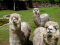 Huacaya alpaca