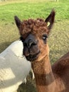 Huacaya alpaca, cute animal portrait