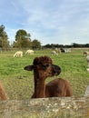 Huacaya alpaca, cute animal portrait