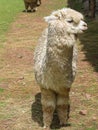Huacaya alpaca Royalty Free Stock Photo