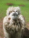 Huacaya alpaca Royalty Free Stock Photo