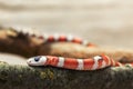 Huachuca Mountain Kingsnake (Lampropeltis pyromelana woodini)