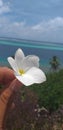 Huahine Flower View