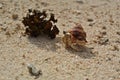 Huahine, hermit crab and seaweed on beach