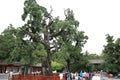 Huang Di Mausoleum Royalty Free Stock Photo