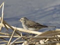 Motacilla flava on the edge of the lake Royalty Free Stock Photo