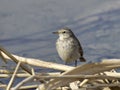 Motacilla flava on the edge of the lake Royalty Free Stock Photo