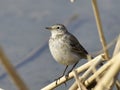 Motacilla flava on the edge of the lake Royalty Free Stock Photo