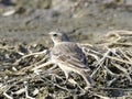 Motacilla flava on the edge of the lake Royalty Free Stock Photo