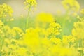 Blooming rape flowers Oilseed rape yellow