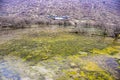 Picturesque calcification pool