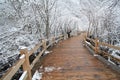 Snow, winter, tree, path, freezing, wood, branch, frost, trail, plant, ice, walkway, boardwalk, water