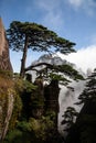 Huangshan Marvel: Exploring the Majestic Mountains of Eastern China pine tree