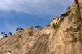 Huangshan Mountain in Anhui Province, China. View of a steep cliff with pine trees near Fairy Walking Bridge Royalty Free Stock Photo