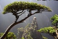 Huangshan Mountain pine