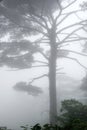 Huangshan (yellow mountain) pine tree, Huang Shan, China. Royalty Free Stock Photo