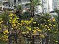 Huangzhong wood flowers and trees landscape