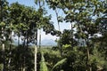 Huanuco Peru tropical jungle with leafy trees and a valley and mountains and blue sky