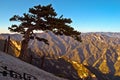 Huashan(Mountain Huashan)-Pinus armandii(Chinese name Huashansong)