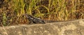 Huatulco black iguana taking sun Royalty Free Stock Photo