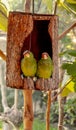 Luxury apartment for parrots at Huatulco