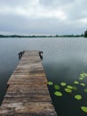 Quiet summer day with calm water and some water liliy leaves. Old and broken footbridge at the lake shore.