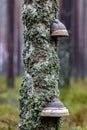 A hub growing on a birch. Parasite on dead deciduous tree Royalty Free Stock Photo