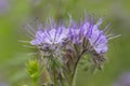 Hubby Phacelia purple lilac wild flower honey plant close-up