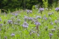 Hubby Phacelia wild grass flower, flowering meadow, purple lilac flower
