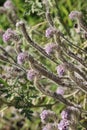 Phacelia Hubbyi Bloom - Santa Monica Mtns - 021224