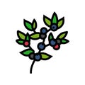 huckleberry bilbery plant color icon vector illustration