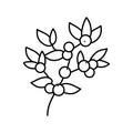 huckleberry bilbery plant line icon vector illustration